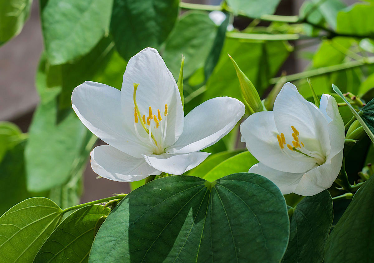 Bauhinia Racemosa or Bidi Leaf Tree - Buy Organic Raw Pure Honey Online ...