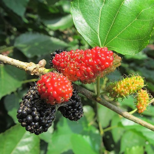 Morus Alba or White Mulberry - Buy Organic Raw Pure Honey Online | Best ...