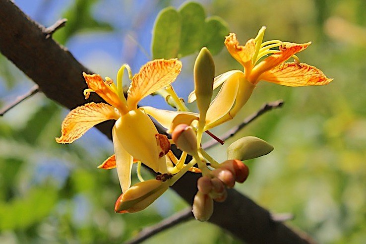 tamarind flower - Buy Organic Raw Pure Honey Online | Best Raw Pure ...